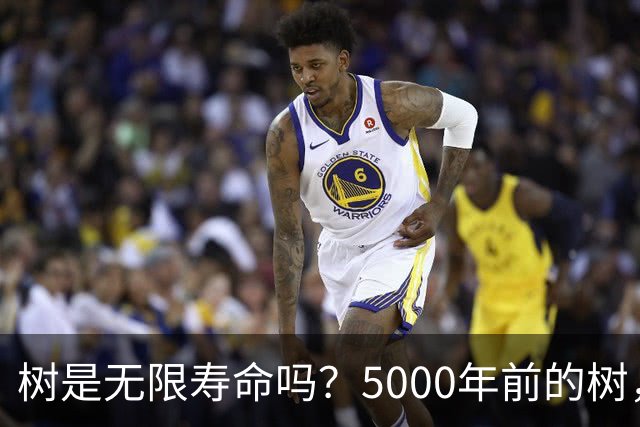 树是无限寿命吗？5000年前的树，现在居然还活着